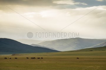 Mongolian horses in the steppe  Tsaritsyn Ereg - Province of Arkhangai - Mongolia