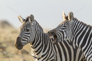 Kenya  Masai-Mara game reserve  Grant's zebra (Equus burchelli granti)  calling