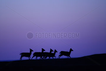 Fallow deer (Dama dam) hinds trotting on night sky background  Sweden