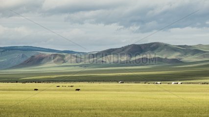 Breeders in the Mongolian steppe  Valley High Tamer - Site Tsatsyn Ereg - Mongolia