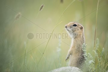Pallid ground squirrel (Spermophilus pallidicauda) lookout  Tsaritsyn Ereg - Province of Arkhangai - Mongolia