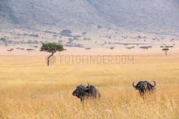 Kenya  Masai Mara game reserve  African buffalo (Syncerus caffer)  males