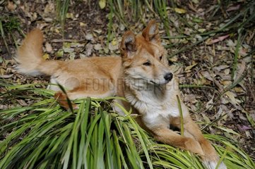 Dingo (Canis lupus dingo) at rest  Australia