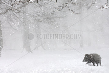 Eurasian wild boar (Sus scrofa) in the snow in the forest  Ardennes  Belgium
