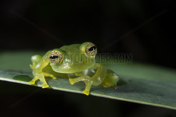 Emerald Glass Frog male portrait in Omar Torrijos N.P. - Panama