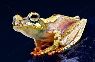 Blue ringed tree frog (Boophis picturatus) on black background
