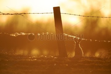 Brown hare (Lepus europaeus) Brown hare silhouette at sunset  England  Winter