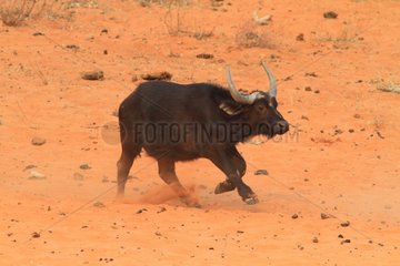 Cape buffalo (Syncerus caffer) running on sand