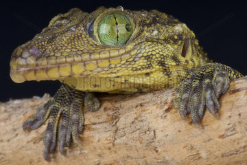 Portrait of Green-eyed gecko (Gekko smithii) Vietnam