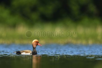 Pochard (Netta rufina) male on water - Dombes  France