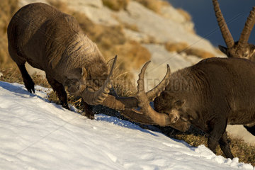 Alpine Ibex (Capra ibex) males fighting  Valais Alps  Switzerland.