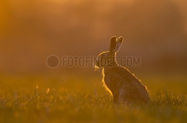 Brown hare (Lepus europaeus) at dusk  England