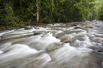 River in Cloudy forest  Mindo  Ecuador