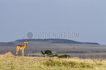 Kenya  Masai-Mara game reserve  Impala (Aepyceros melampus)  male at sunrise