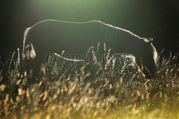 Horse against day in tall grass  France