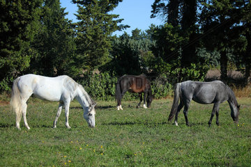 Horses grazing in a meadow  France