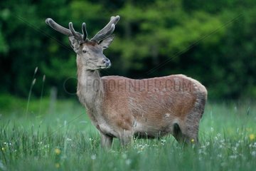 Red deers (Cervus elaphus ) male velvet