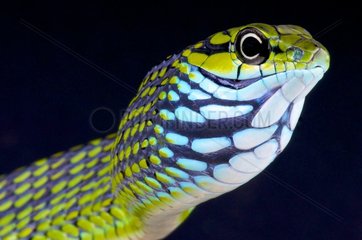 Portrait of Splendid dagger-tooth tree snake (Rhamnophis aethiopissa) on black background