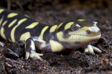 Portrait of Tiger salamander (Ambystoma tigrinum)