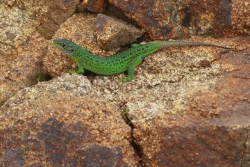 Western Green Lizard (Lacerta viridis bilineata) on rock