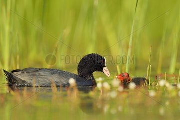 Coot (Fulica atra) feeding its young - Dombes  France
