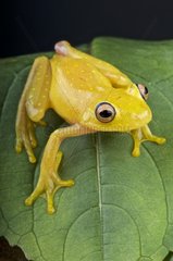 Yellow Glass Frog (Cochranella sp) on a leaf