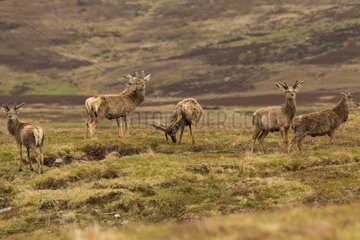 Deer herd of Scotland (Cervus elaphus scoticus) in the moor. Isle of Jura  Scotland