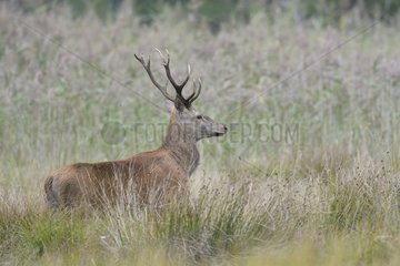 Red deer  Biosphere reserve Oberlausitzer Heide- und Teichlandschaft  Saxony  Germany  Europe