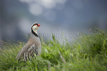 Rock Partridge ( Alectoris graeca ) on grass   Alps  Switzerland