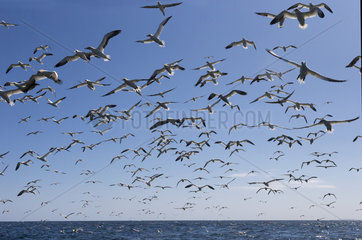 Gannet (Morus bassanus) Birds in flight  Hermaness  Shetland  Spring