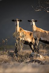 Feral goats (Capra hircus) - Montserrat island