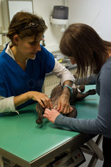 Veterinarian looking at skin tests results following a diagnostic of atopic dermatitis