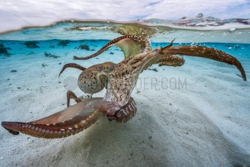 Octopus (Octopus sp) spreading its tentacles in the lagoon  Mayotte  Indian Ocean.