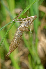 Dragonfly (Anax sp) moult  Prairie Fouzon Natura 2000 Zone  Centre Val-de-Loire  France