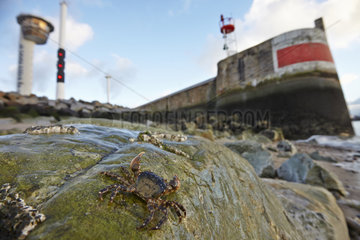 Asian shore crab (Hemigrapsus sanguineus) on rock at low tide  France