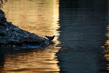 Pigeon drinking from dawn in the Tarn. Occitania  France