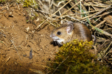Long-tailed field mouse (Apodemus sylvaticus)  Guadarrama National Park  Madrid  Spain