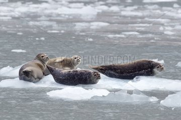 Harbor Seals (Phoca vitulina) on the floating ice  Valdez  Alaska