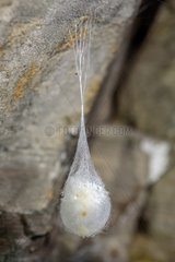 Cave Spider (Meta menardi) Cocoon  Large common species in the dry cavities