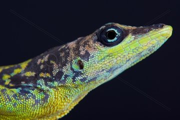 Portrait of a stunning male Barbados Anole (Anolis extremus).  Barbados island