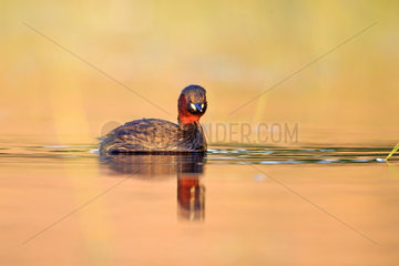 Little Grebe on water at dawn - La Dombes France