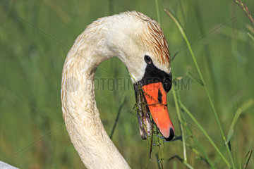 Portrait of Mute Swan eating grass - Dombes France