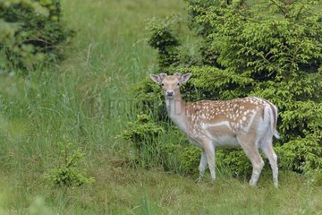 Fallow Deer (Cervus dama) in Summer  Bavaria  Germany  Europe