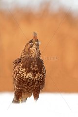 Common Buzzard on snow ending to swallow a fish