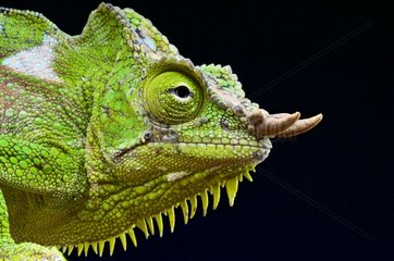 Four-horned chameleon (Trioceros quadricornis)  Cameroon