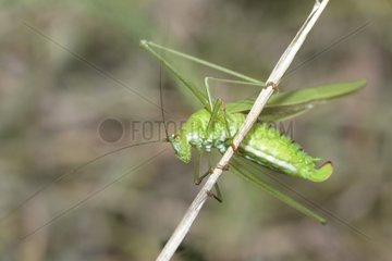 Sickle-bearing Bush Cricket (Phaneroptera falcata) female on twig Northern Vosges Regional Nature Park  France