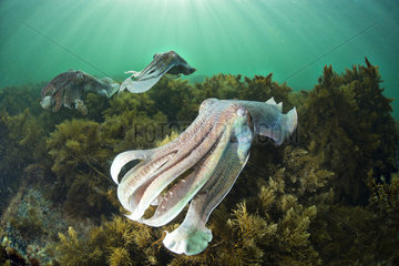 Giant Cuttlefish (Sepia apama)  mating display  South Australia