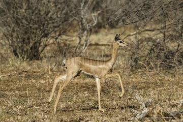 Kenya  Samburu game reserve  gerenuk (Litocranius walleri)  young