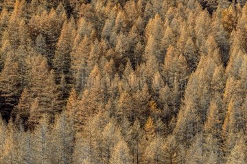 Larch in autumn  Valley Averole   above Bessans   Haute Maurienne   Savoie   France