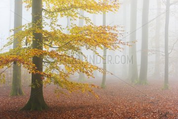 Beech Forest in Autumn  Nature park  Spessart  Bavaria  Germany  Europe